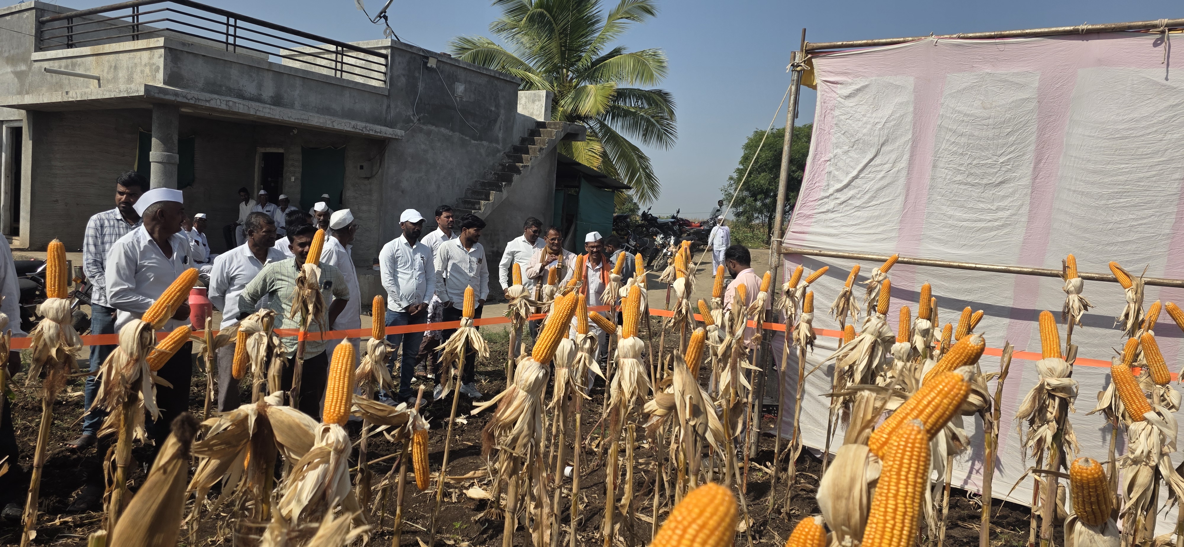 Soybean Research Plot