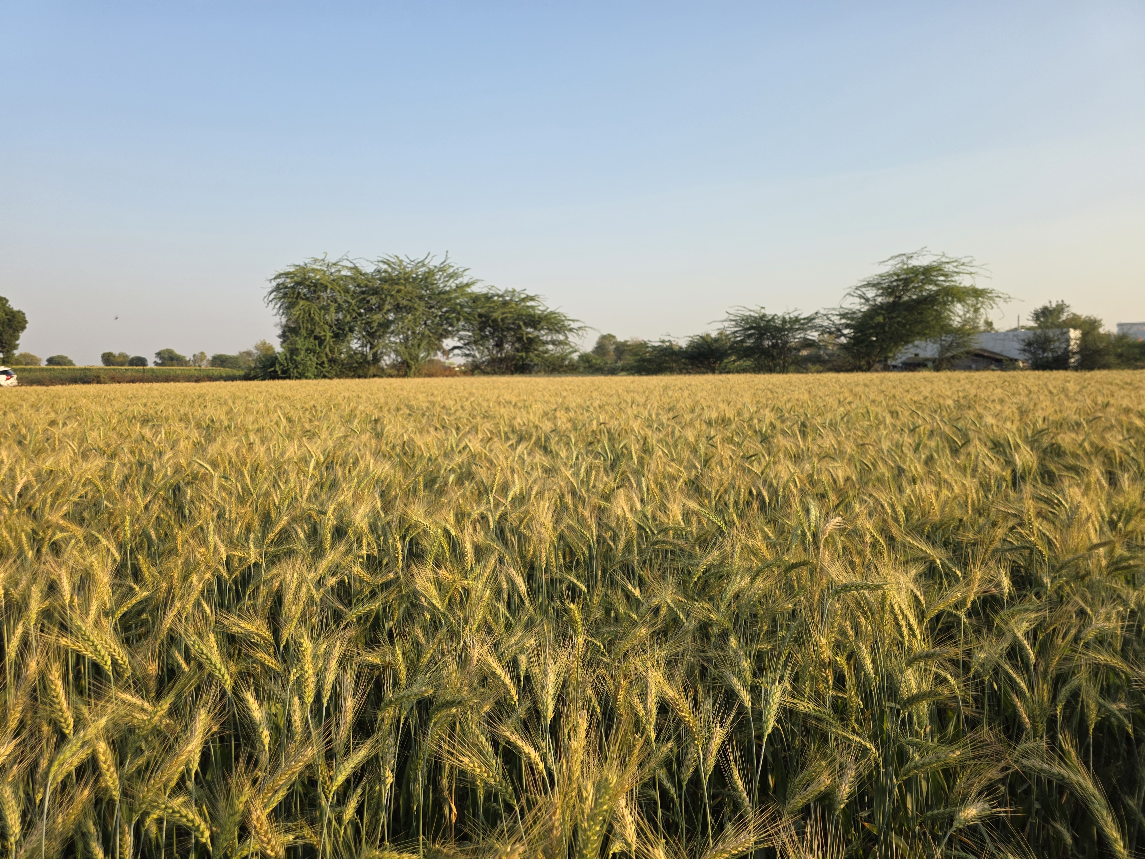 Farmer Field Visit